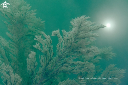 A Black coral 