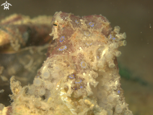 A Hapalochlaena lunulata | Blue Ringed Octopus