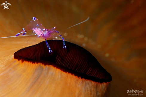 A Glass Anemone Shrimp