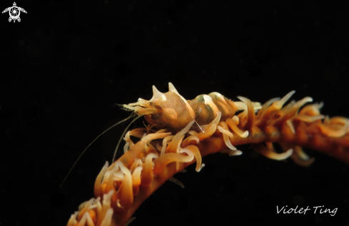 A Whip Coral Shrimp 