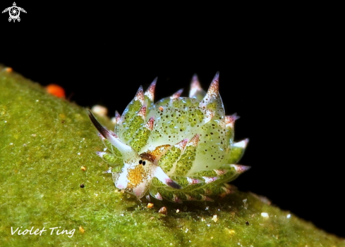 A Costasiella kuroshimae