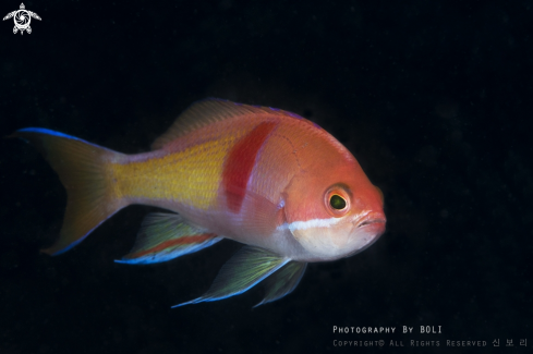 A Redbar anthias