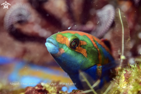 A Thalassoma cupido | Thalassoma cupido