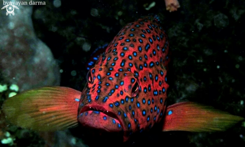 A Grouper 