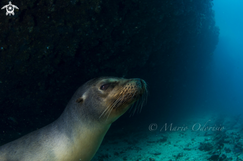 A underwater creature