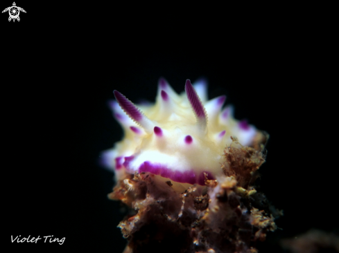 A Nudibranch