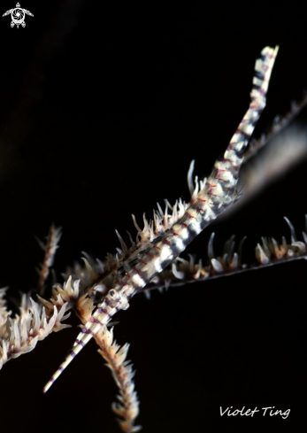 A  Sawblade Shrimp 