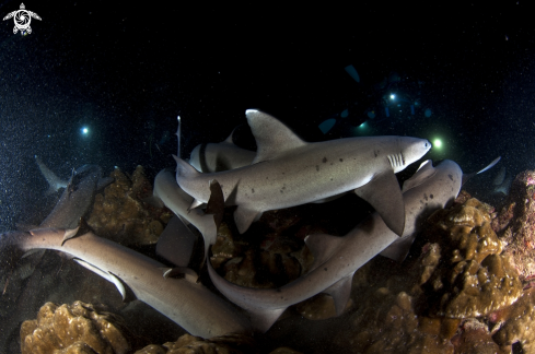 A whit tip sharks