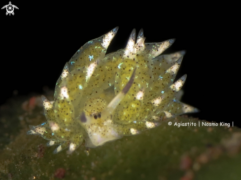 A Costasiella kuroshimae | Shaun the Sheep Nudibranch