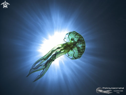 A Pelagia noctiluca | Jellyfish