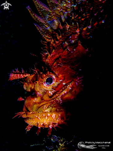 A Mediterranean scorpionfish