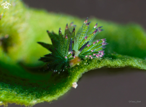 A Costasiella kurosimae Sp | Costasiella kurosimae