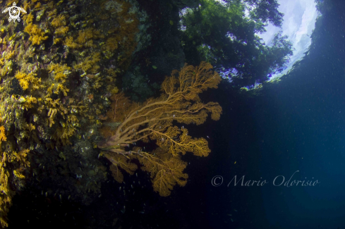 A underwater creature