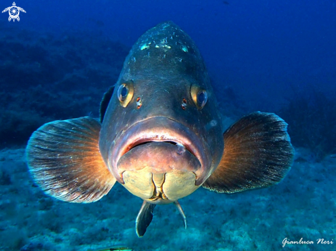 A Epinephelus marginatus | Grouper