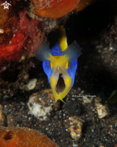 A Blue Ribbon Eel