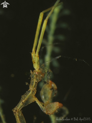 A Skeleton Shrimp 