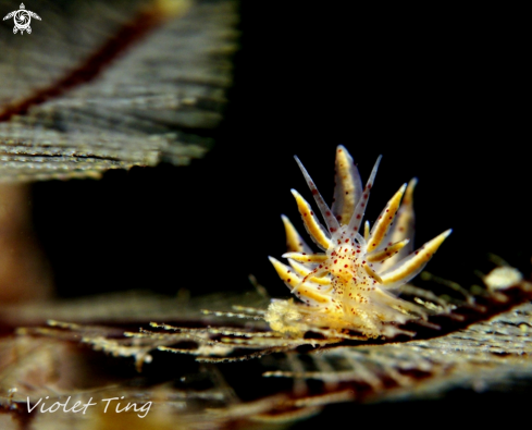 A Nudibranch