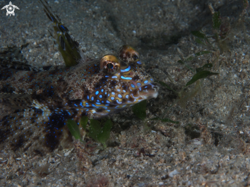 A Dragonet