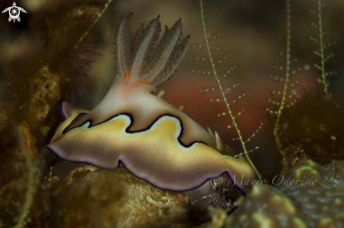 A Chromodoris coi	 | 