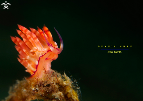 A Flabellina Rubrolineata