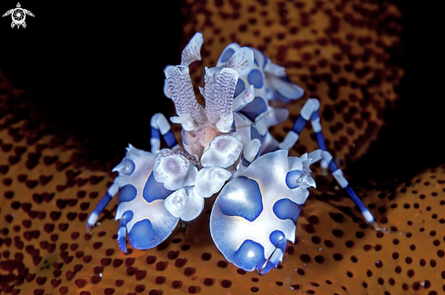 A Arlequin shrimp