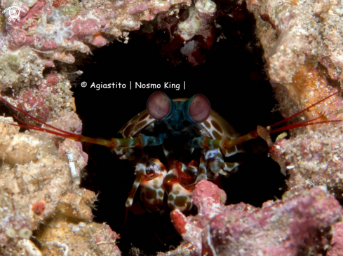 A Odontodactylus scyllarus | Peacock Mantis Shrimp