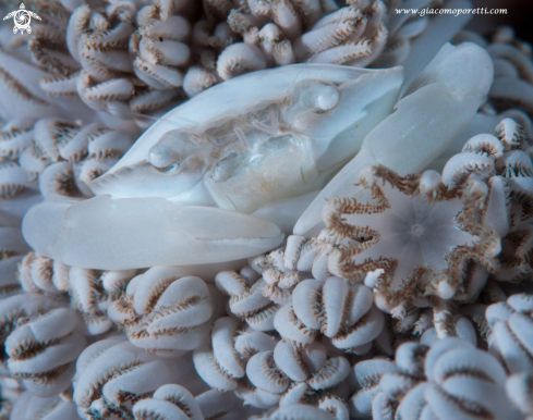 A Soft Coral Crab