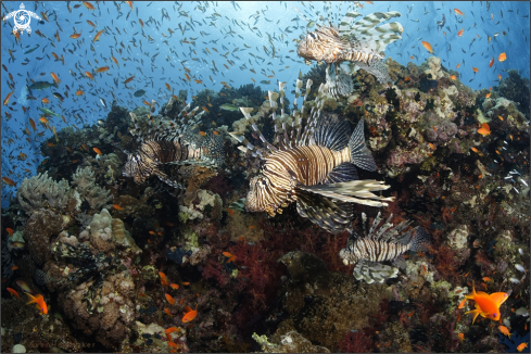 A aequoreus vita | marine life