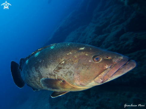 A Grouper