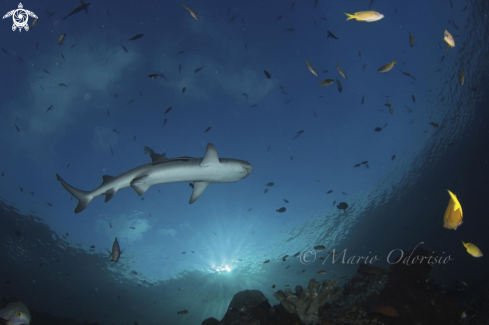 A White tip reef shark