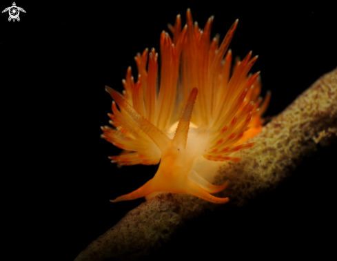 A nudi 