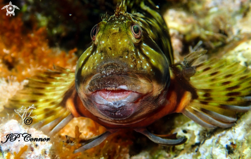 A Scartella cristata 