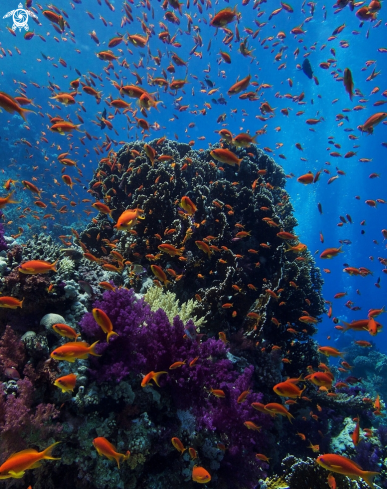 A Softcorals and Anthias