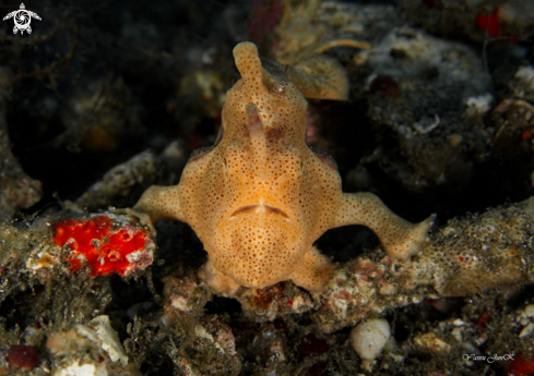 A Painted frogfish