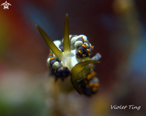 A Nudibranch