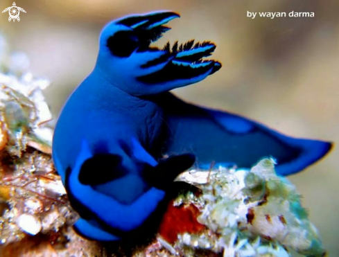 A nudibranch 