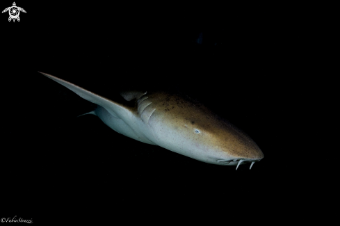 A Nurse Shark