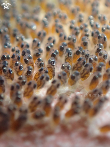 A Amphiprion perideraion eggs | Pink anemone clownfish eggs