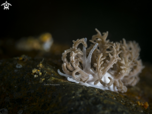 A The Solar-powered Nudibranch