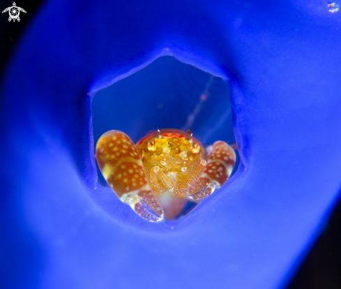 A tunicate shrimp 