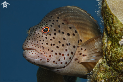 A Paracirrhites forsteri | Forster's Hawkfish