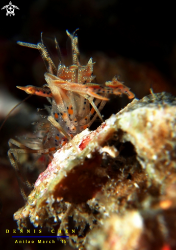 A Tiger Shrimp (Phyllognathia ceratophthalma)