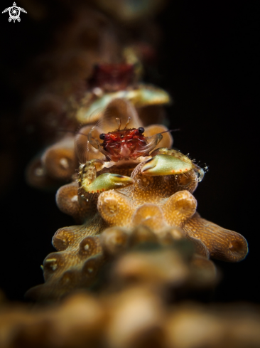 A Porcellanidae sp. | Porcelain Crab