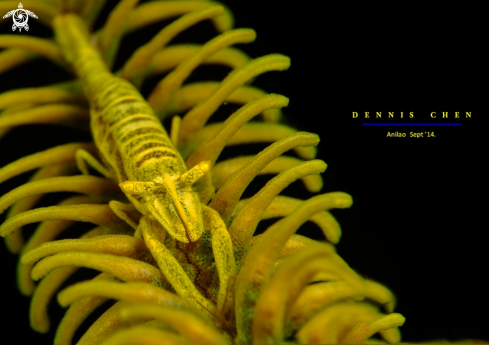 A Crinoid shrimp (Laomenes sp)