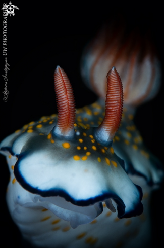 A Hypselodoris bollandi | Nudibranco 