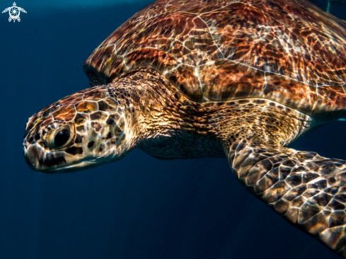 A Chelonia mydas | Green Turltle