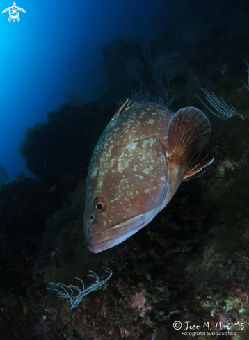 A epinephelus marginatus