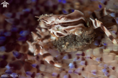 A Zebra crab