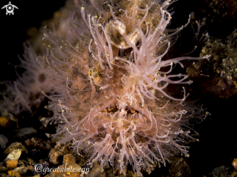 A Hairy Frogfish