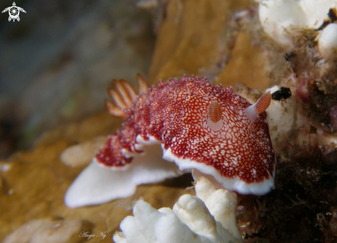 A Nudibranchs 